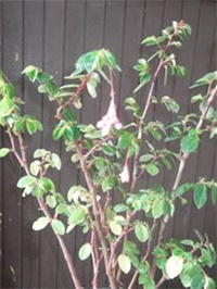 1f638be4-begonija fuksinoides.jpg